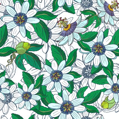 Çarkıfelek passiflora, beyaz arka plan üzerinde passionfruit. Çiçek dikişsiz desen