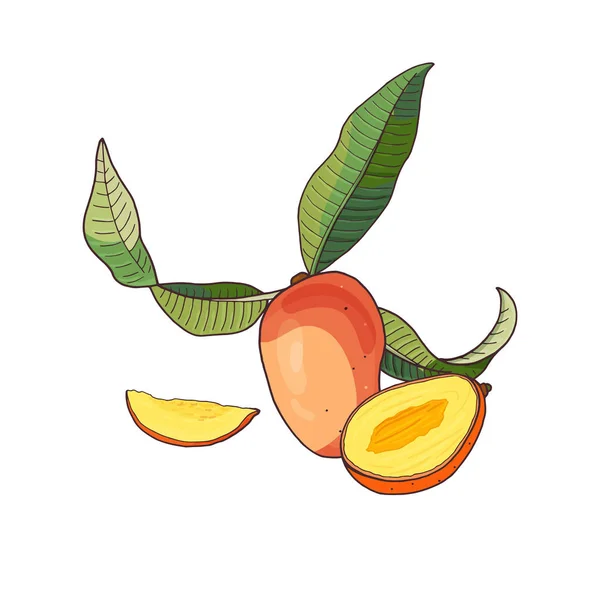 Mango. tropisch fruit met plakjes en groene bladeren op witte achtergrond. — Stockvector