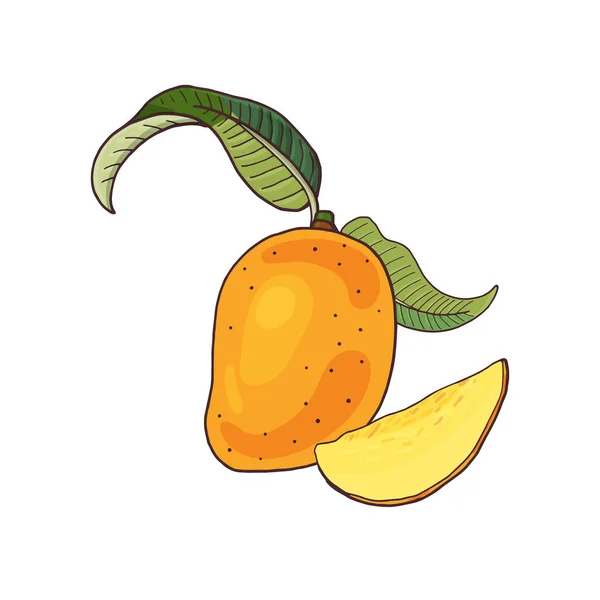 Μάνγκο. τροπικά φρούτα με φέτες και πράσινα φύλλα σε λευκό φόντο. — Διανυσματικό Αρχείο