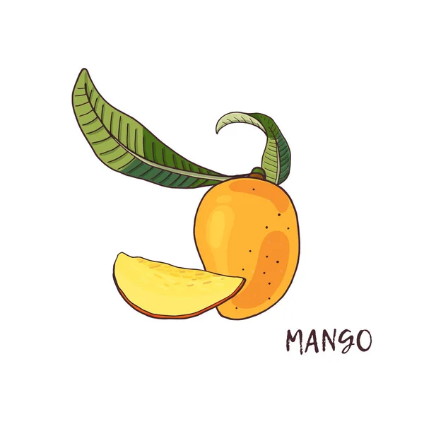 Mango. tropisch fruit met plakjes en groene bladeren op witte achtergrond. — Stockvector