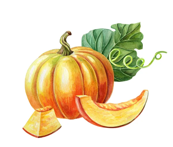 Oranje pompoen. Aquarel illustratie op witte achtergrond. Herfst oogst. Verse vegetarische gerechten. — Stockfoto