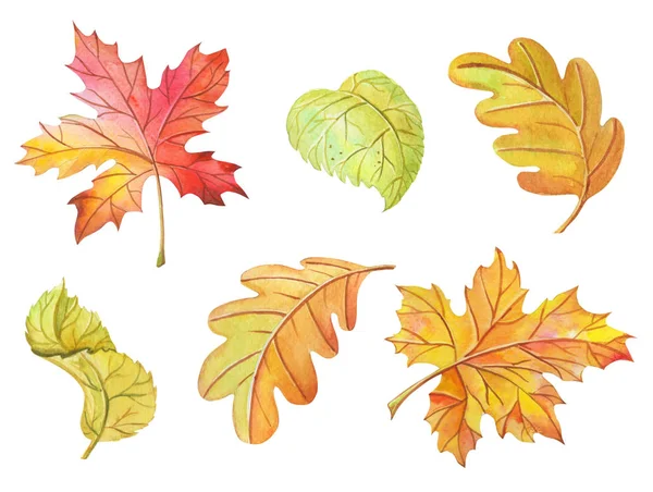 Watercolor leaves maple, birch, oak on white background. Bright clipart — Stock Photo, Image