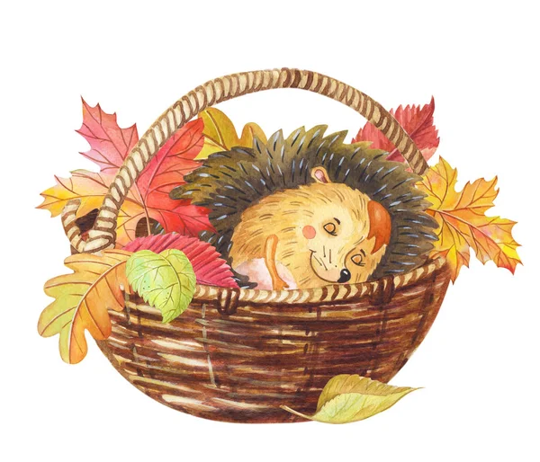 Watercolor hedgehog sleeping in a basket with colorful autumn leaves.Watercolour cartoon — Stock Photo, Image