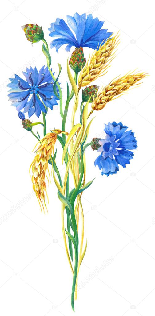 Watercolor cornflowers, ears of ripe wheat. Beautiful bright bouquet with blue flowers,green leaves.