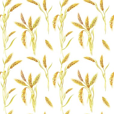 Beyaz arka planda suluboya buğday. Kusursuz desen. Suluboya Yaz, sonbahar çizimi. Botanik baskısı.