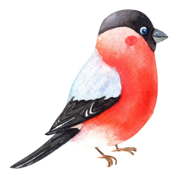 Suluboya ispinozu. Kırmızı göğüs tüyleri olan Kış Robin kuşu. Beyaz arka planda izole edilmiş. Suluboya — Stok fotoğraf