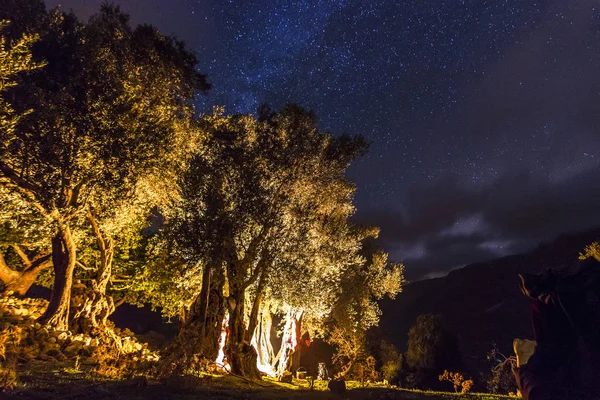 星が空に夜でたき火を持つフォレスト — ストック写真