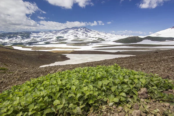 Campo de flores cerca de los volcanes de Kamchatka al amanecer — Foto de Stock