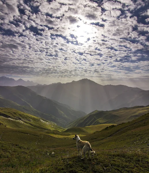 Собака стоит на скале в горах — стоковое фото