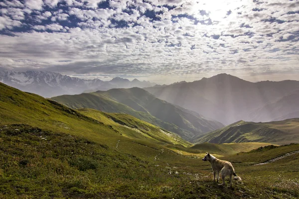 Pies stojący na klifie w górach — Zdjęcie stockowe