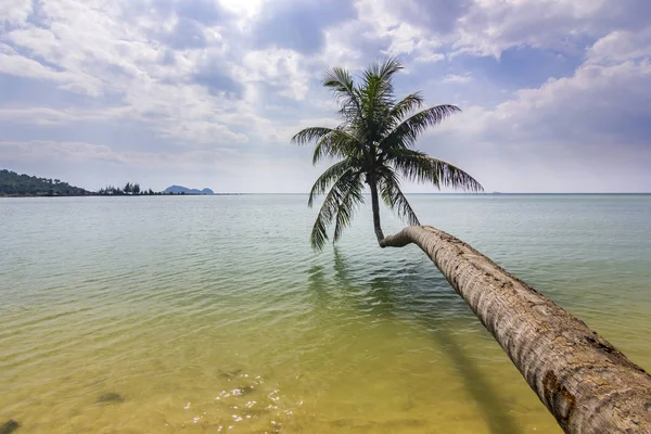 Palma curva vicino all'oceano nell'isola di Phangan — Foto Stock