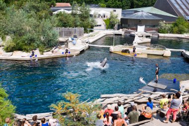 Almanya, Nürnberg - 4 Ağustos 2018: yunus gösterisinde bir akvaryum, Hayvanat Bahçesi, Nuremberg, Almanya. Eğitici olarak bir yüzme havuzu ile hayvan gösterisi.