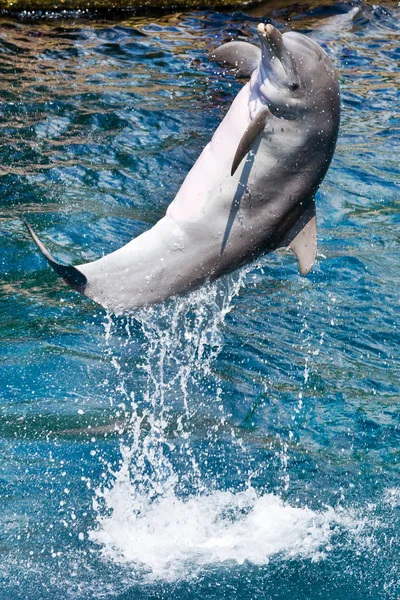 Germany Nuremberg Aug 2018 Dolphin Show Aquarium Zoo Nuremberg Germany — Stock Photo, Image
