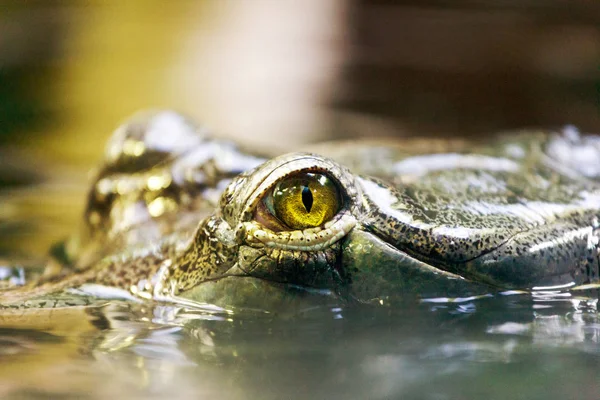 Gavialis Gangeticus インドガビアル インドからの批判的に危険にさらされた魚を食べるワニ — ストック写真