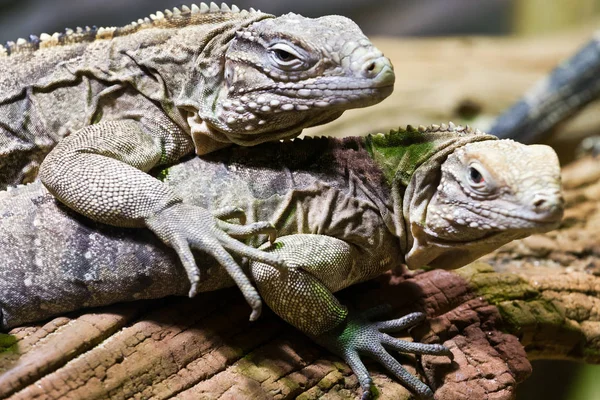 Cyclura Nubila Iguana Rocosa Cubana Lagarto Tropical Terrario —  Fotos de Stock