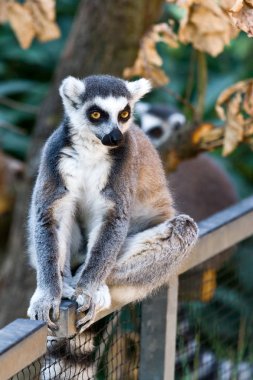 Lemur Kata / Lemur catta, Hayvanat Bahçesi, Vitkov bölgesi, Prague, Çek Cumhuriyeti