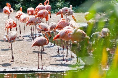 Phoenicopterus roseus / The greater flamingo, zoological garden, Troja district, Prague, Czech republic clipart