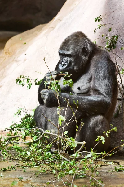 Gorilla Occidentale Giardino Zoologico Quartiere Troja Praga Repubblica Ceca — Foto Stock