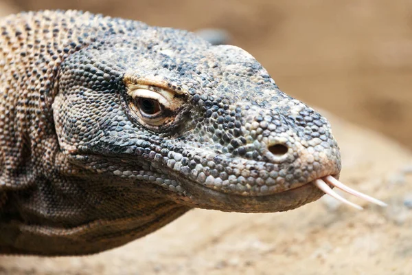 Varan Varanus Komodoensis Komodo Dragon Zoological Garden Troja District Praga —  Fotos de Stock