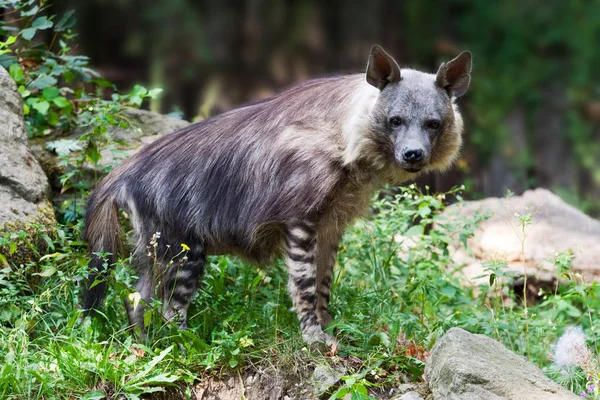 Iena Parahyaena Brunnea Iena Bruna Chiamata Strandwolf Giardino Zoologico Distretto — Foto Stock