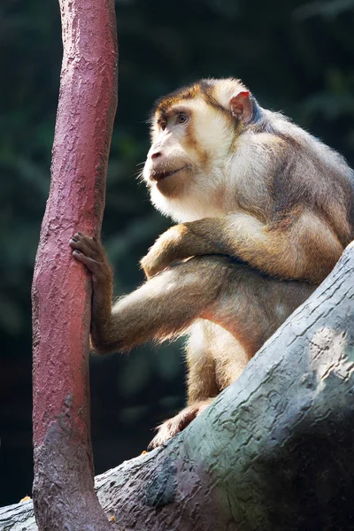 Makak Magot Macaca Sylvanus Barbary Macaque Zoological Garden Troja District — Foto de Stock