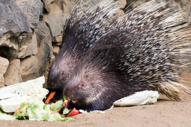 Hystrix Indica / Hint oklu kirpi veya Hint kirpi - Hayvanat Bahçesi Vitkov, Prague, Çek Cumhuriyeti