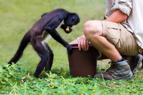 Scimmia Ragno Geoffroy Ateles Geoffroyi Conosciuta Anche Come Scimmia Ragno — Foto Stock