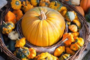 Çek tarım ve halloween dekorasyon - bahçede sonbahar kabak - tarım