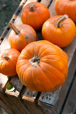 Çek tarım ve halloween dekorasyon - bahçede sonbahar kabak - tarım