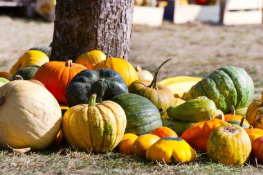 Çek tarım ve halloween dekorasyon - bahçede sonbahar kabak - tarım