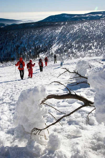 Cseh Köztársaság Snezka 2016 Január Havas Téli Tájra Snezka Mount — Stock Fotó