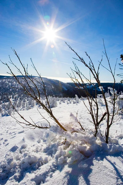 雪の冬の田園地帯 Snezka マウント Ruzova クルコノシェ 巨大山脈 チェコ — ストック写真
