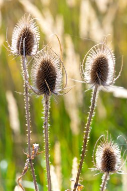  Dipsacus laciniatus / Teasel peyzaj - arka ışık atmosfer sonbahar Çayır Kuru