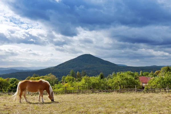 Pasturages Çayırlar Yakınındaki Vysoka Lipa Jetrichovice Region Çek Sviçre Çek — Stok fotoğraf