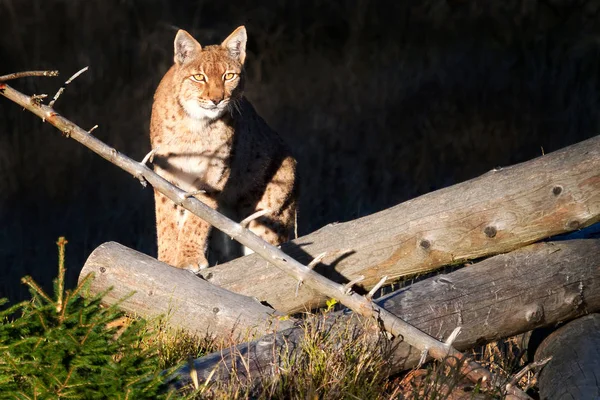 Selvaggio Gatto Eurasiatico Lince Guardando Legno — Foto Stock