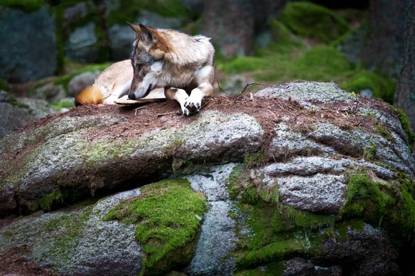 Lupo Selvatico Europeo Canis Lupus Nel Bosco Della Foresta Boema — Foto Stock