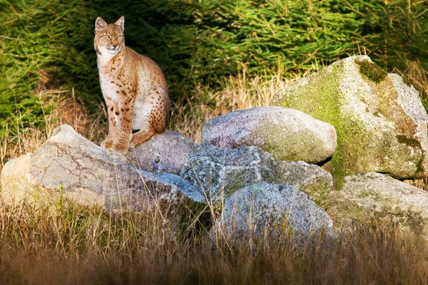 Selvaggio Gatto Eurasiatico Lince Seduta Riposo Massi — Foto Stock