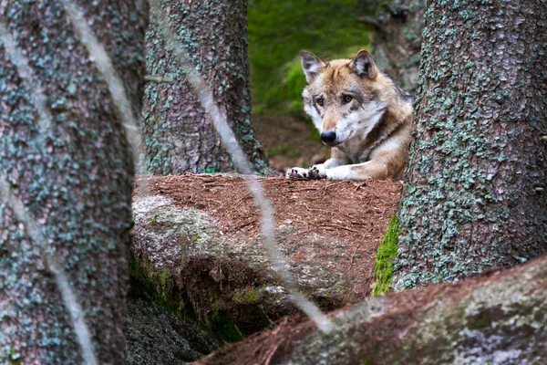 Lupo Selvatico Europeo Canis Lupus Nel Bosco Della Foresta Boema — Foto Stock
