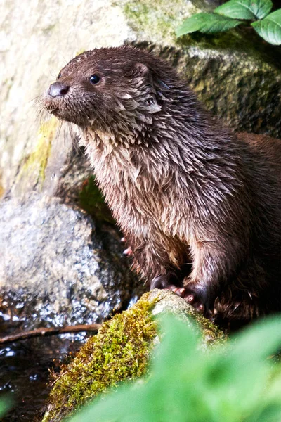 Wild River Otter Nel Ruscello Foresta Boema Repubblica Ceca — Foto Stock