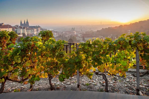 Wineyards Petrin Hill Sunrise Lesser Town Unesco Prague Czech Republic — Stock Photo, Image