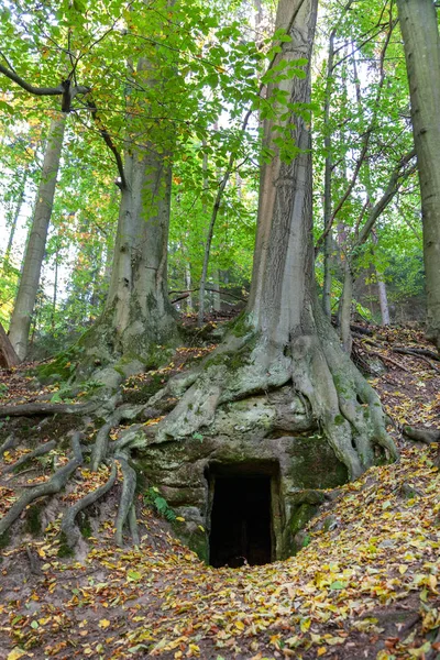 Mağara Ormanda Kokorin Vadisi Merkezi Bohemia Çek Cumhuriyeti — Stok fotoğraf