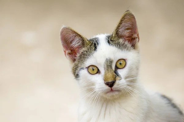 Pequeño Retrato Gato Joven —  Fotos de Stock