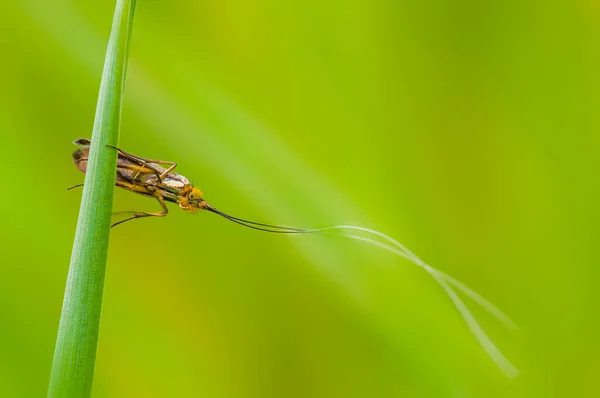 草原の植物に小さな蝶の昆虫 — ストック写真