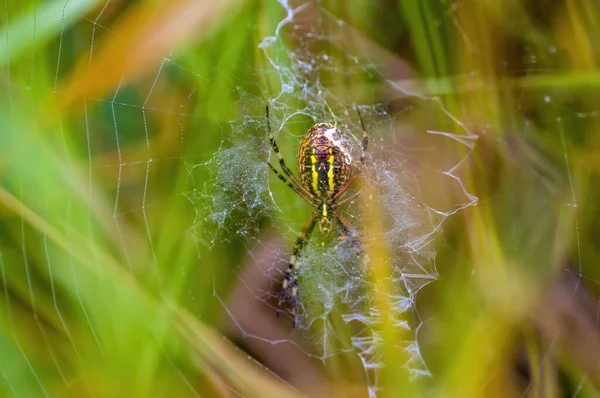 Ein Kleines Spinneninsekt Auf Einer Pflanze Auf Den Wiesen — Stockfoto