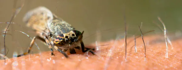 Malý Hmyz Rostlině Loukách — Stock fotografie