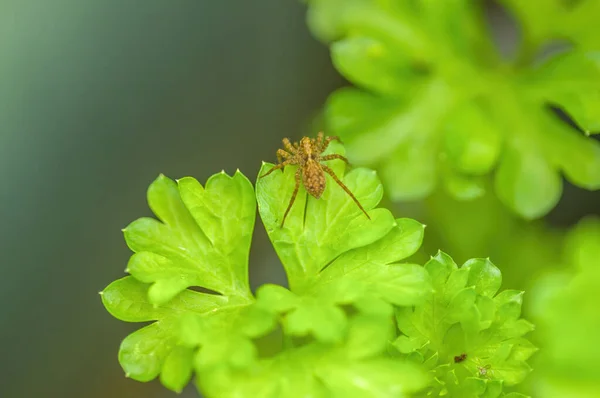 草原の植物に小さなクモの昆虫 — ストック写真