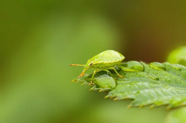 Petit Insecte Scarabée Sur Une Plante Dans Les Prairies — Photo