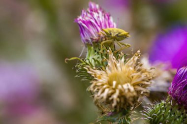 Çayırdaki bir bitkinin üzerinde küçük bir böcek.