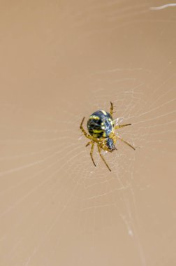 Çayırdaki bir bitkinin üzerinde küçük bir örümcek böceği