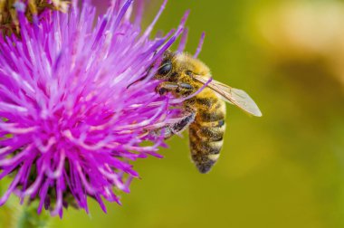 Çayırdaki bir bitkinin üzerinde küçük bir arı böceği.
